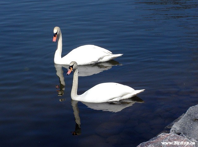 030420-swans.jpg