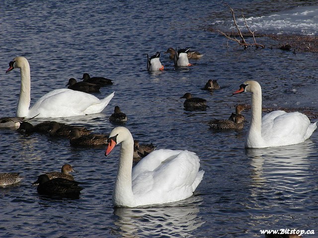 040125-swans.jpg