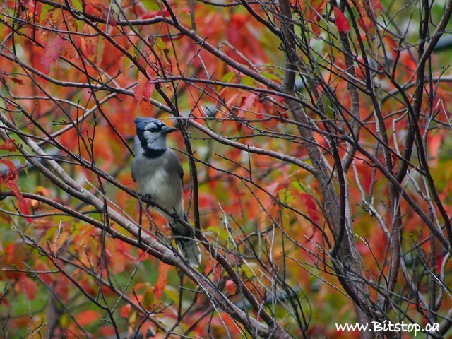 Blue Jay in a Cherry Tree