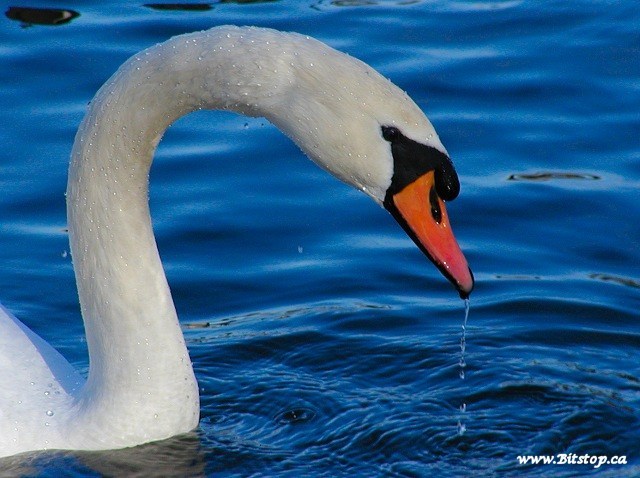 Wet Swan Face