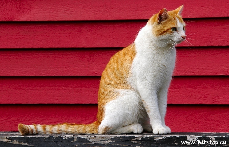 cat-and-red-wall.jpg