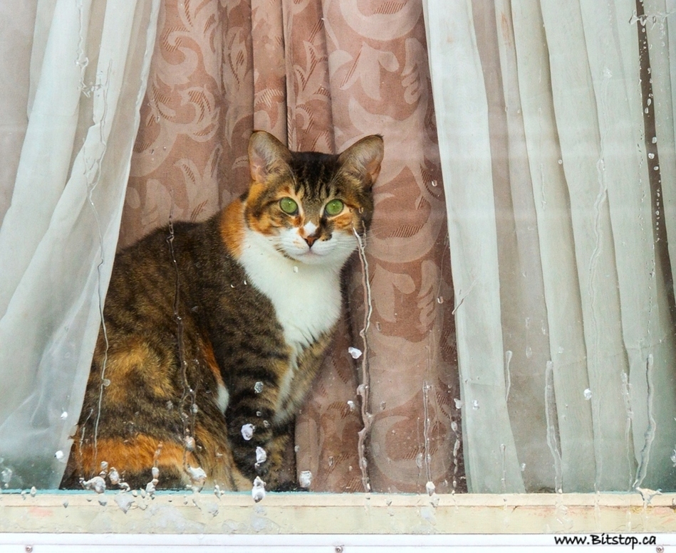 cat-in-the-window.jpg