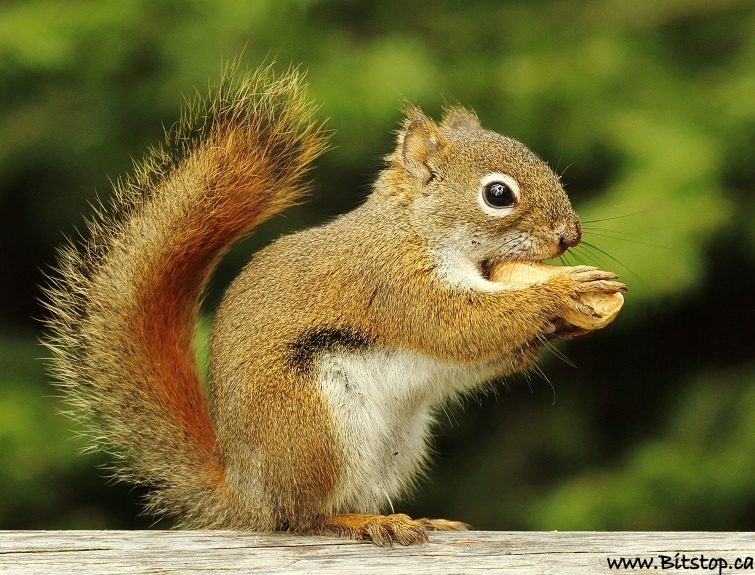 squirrel-with-peanut.jpg