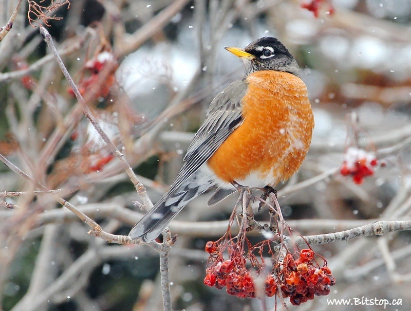 winter-robin.jpg