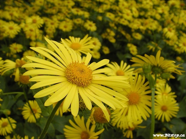 yellow_daisies.jpg